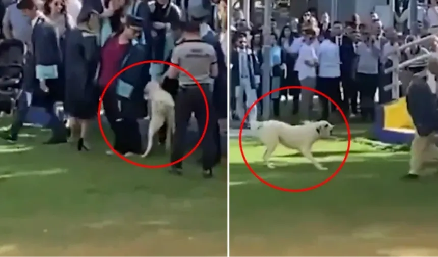 Mezuniyet Töreninde Şok! Başıboş Köpek Dehşeti Yaşandı!